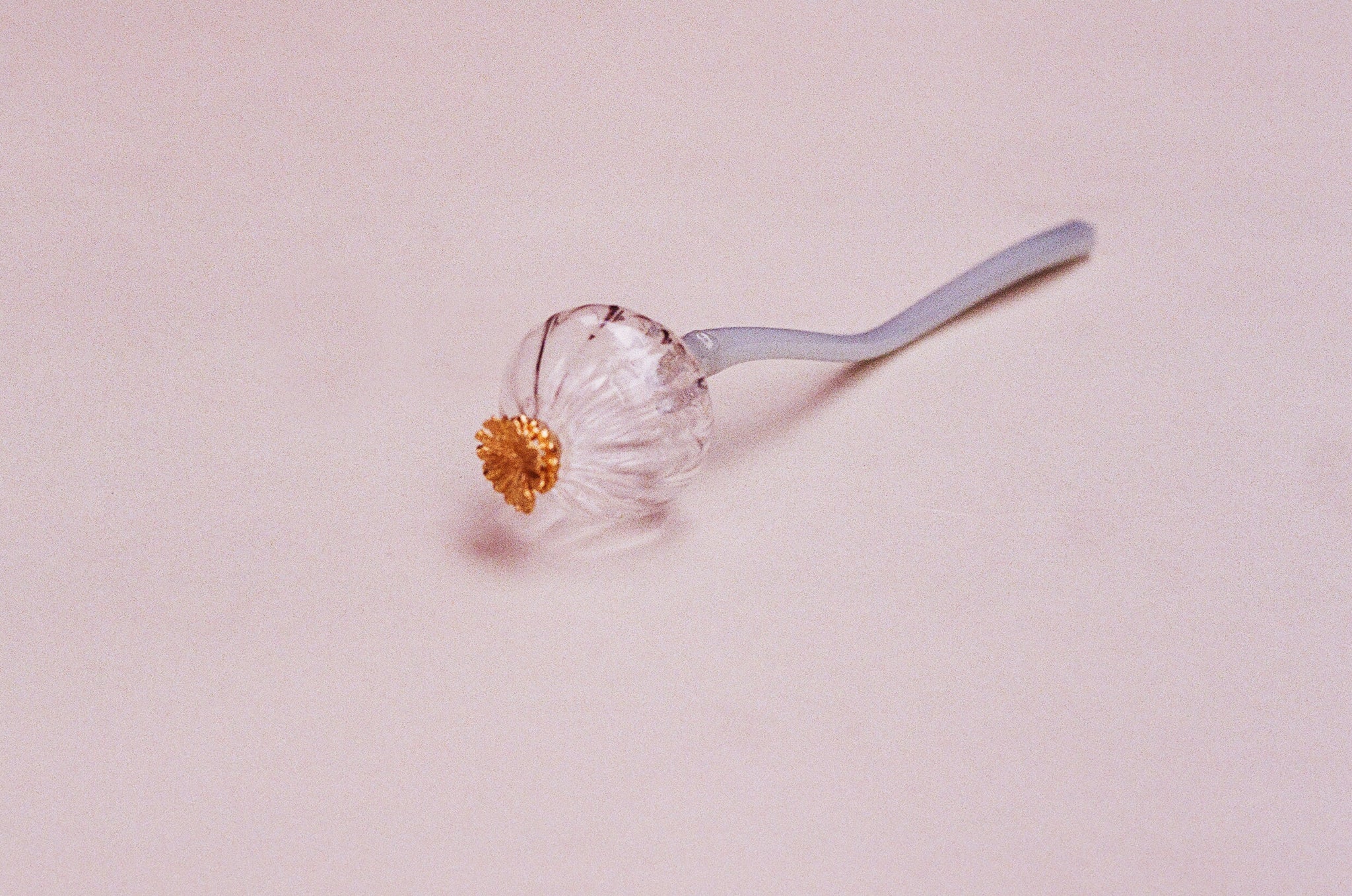 Amapola