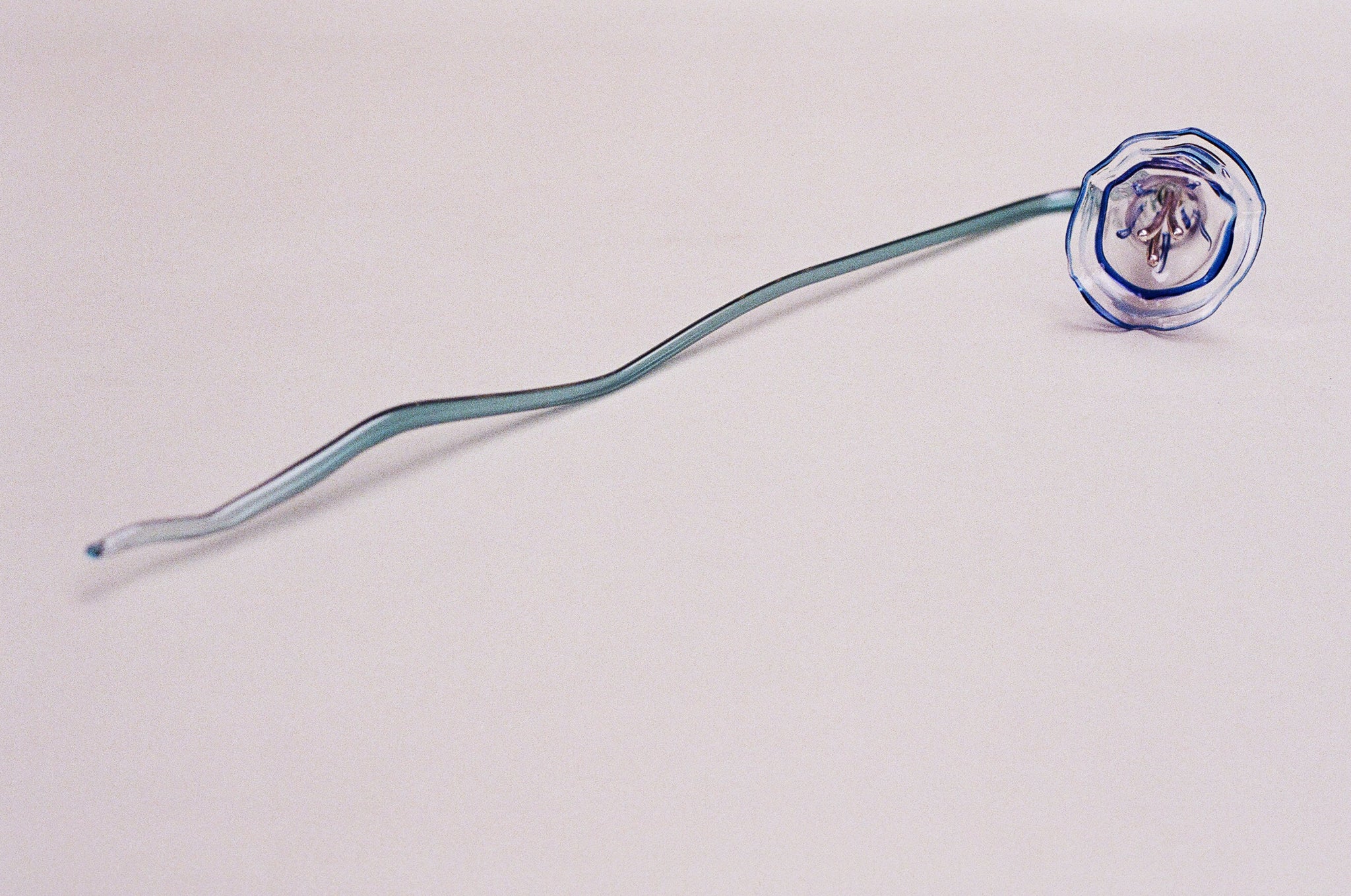 Ipomoea