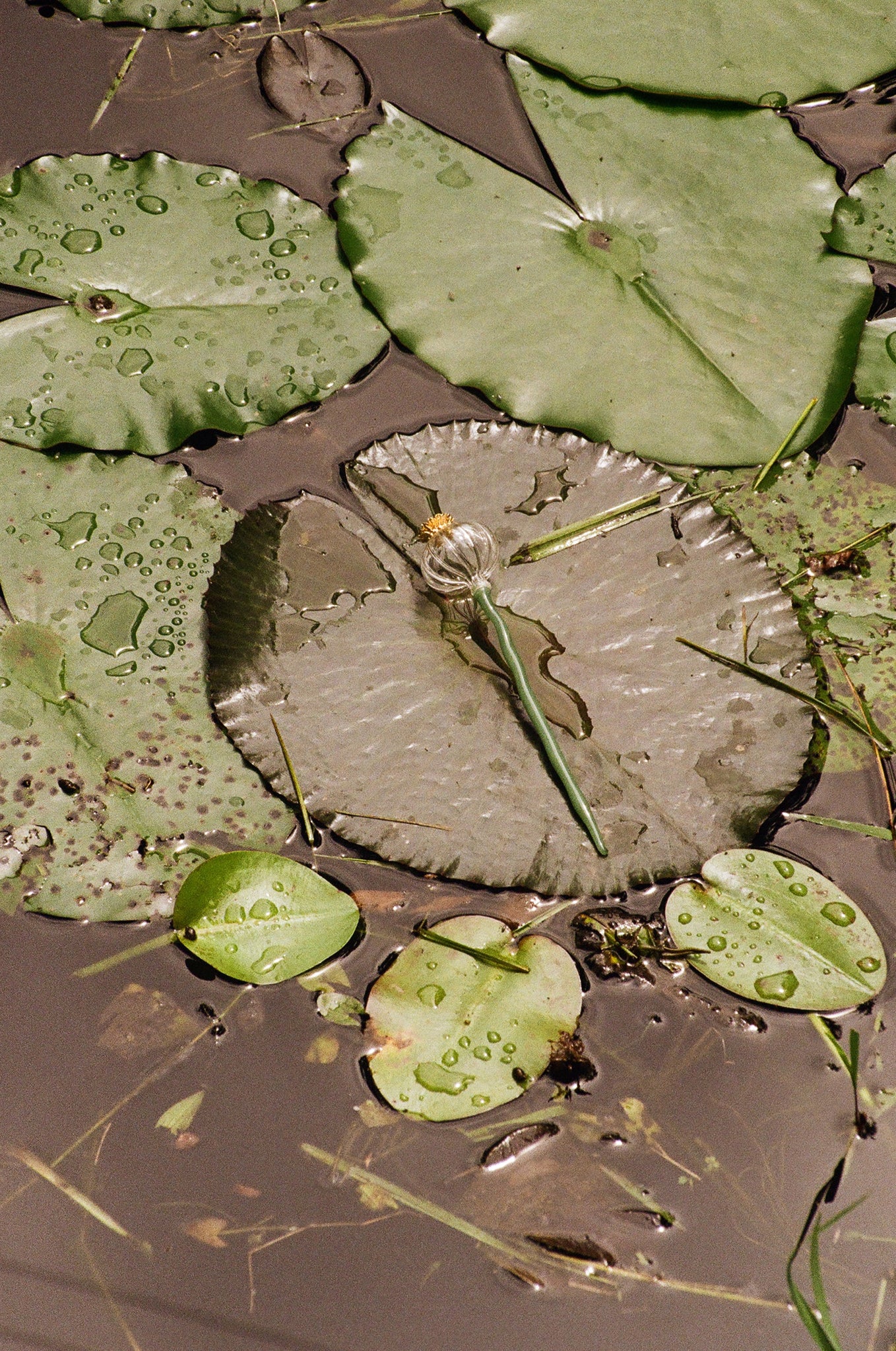 Amapola