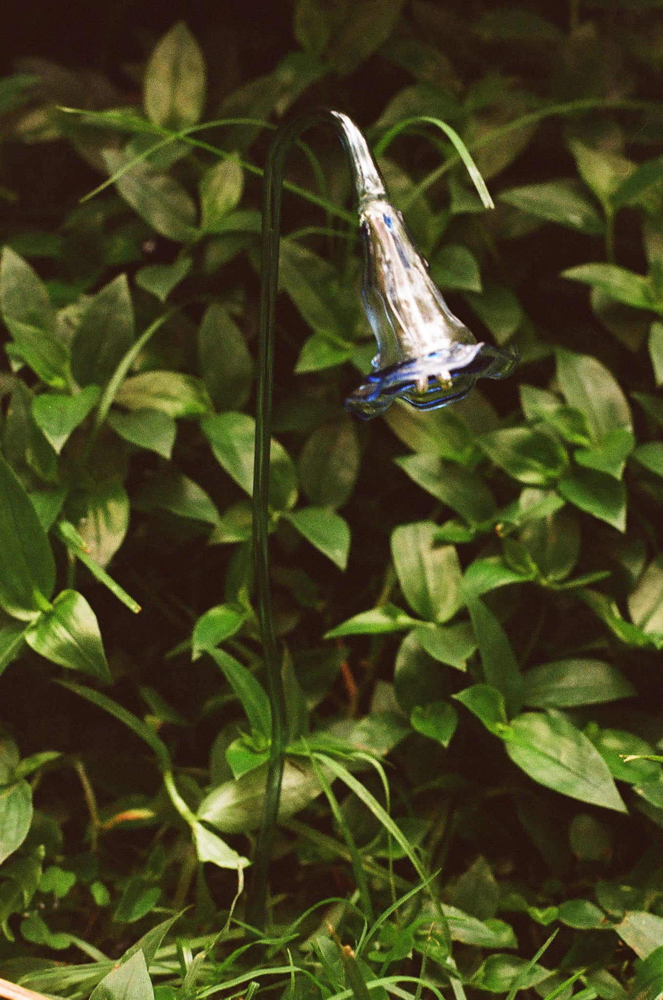Ipomoea
